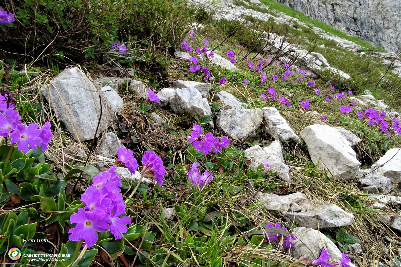 46 Fioriture di primula irsuta (Primula hirsuta).JPG